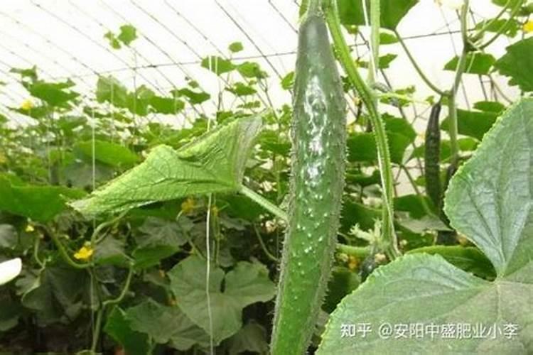 桃子什么时候是膨大期