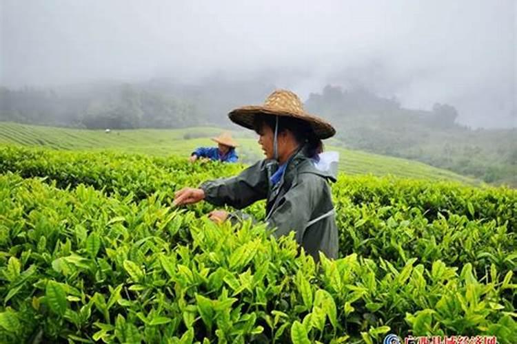 专家老师们茶叶的春茶肥什么时候施肥最好,用的是有机肥。
