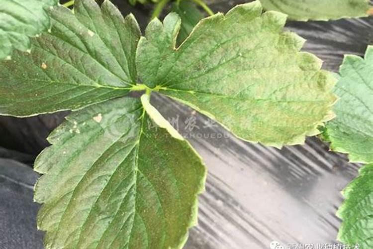 在种植过程中 草莓需要补钙么 草莓缺钙怎么办用什么补钙最好