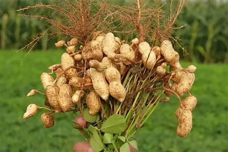 种植花生施什么肥料好