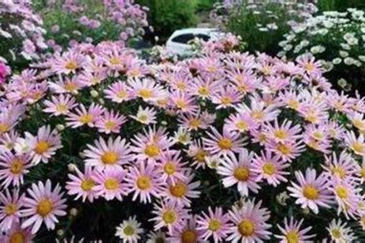 玛格丽特如何施肥