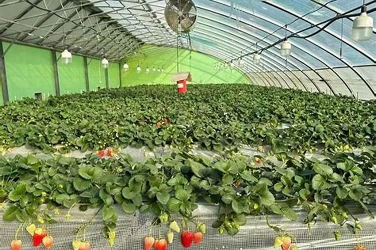 大棚草莓施肥方案