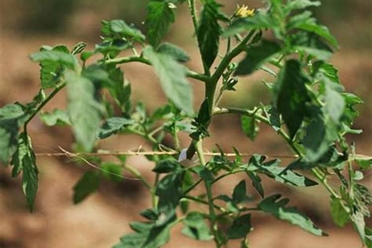 怎么在菜地里种菜