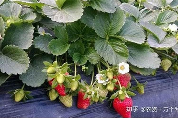 苯甲丙环唑能和硅肥一起复配吗？
