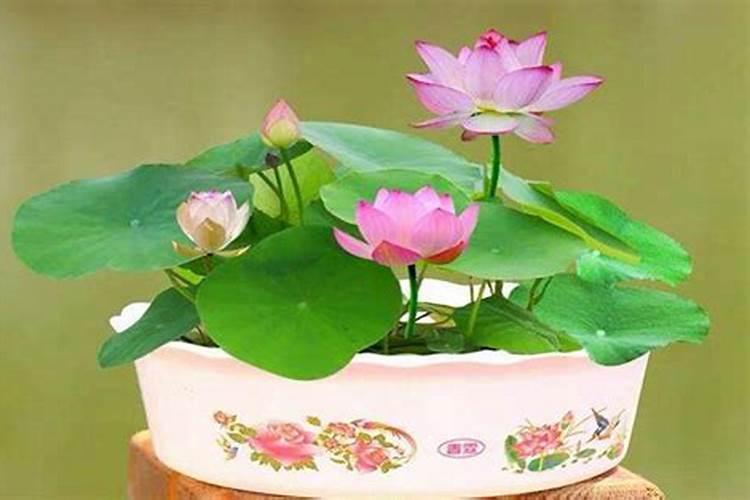 碗莲用什么肥料好？