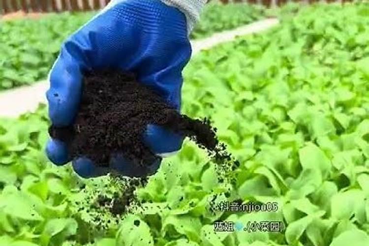 夏季种青菜黄苗疆苗是什么原因？