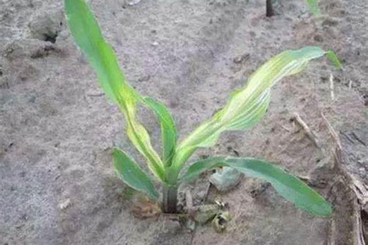 青菜在秋天种植的时候该怎么去施肥？一般施什么肥料？多久需要施肥一次...