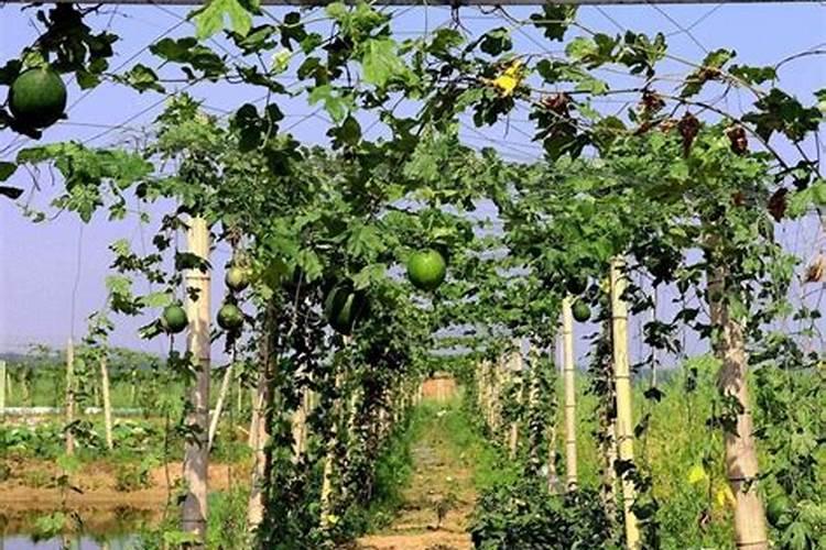 瓜蒌怎么种植技术