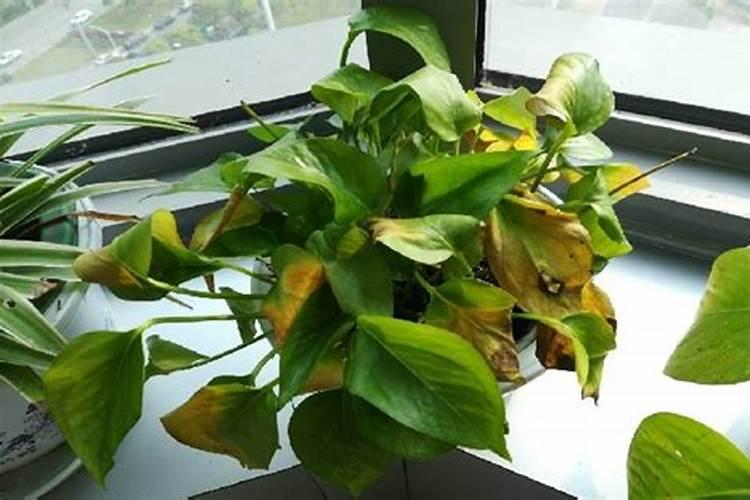 种子泡生根水时能拿去晒太阳吗？