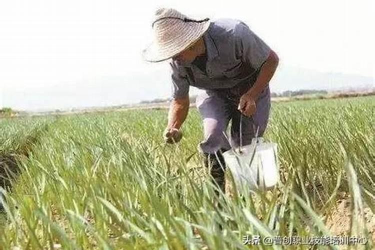 尿素可以做底肥吗