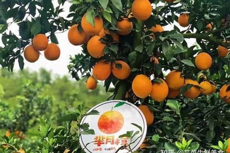 脐橙增甜有哪些方法 脐橙增甜的方法介绍