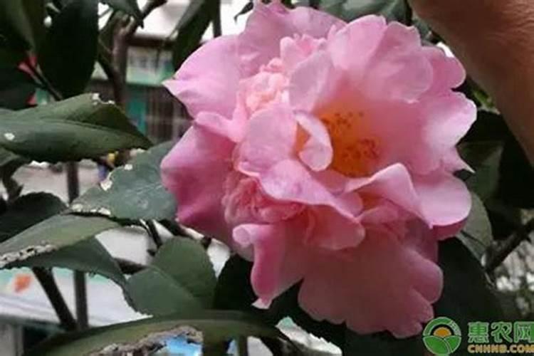 香妃茶花十大忌