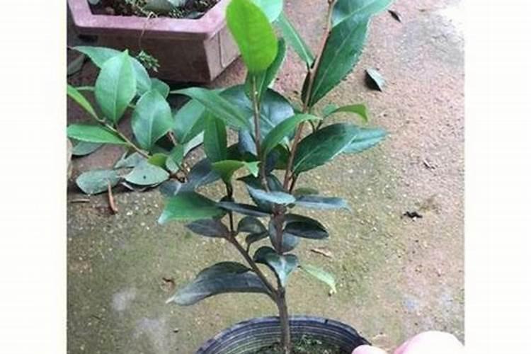 香妃茶花一年开花几次