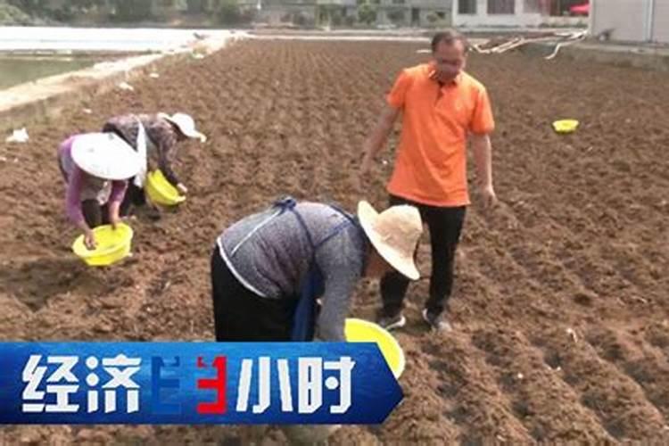 牧马山地瓜怎么种植？