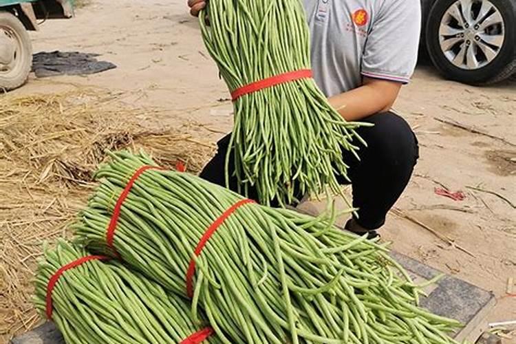 豆角能用硝硫基肥料吗？迫肥用养份含量多少适合。