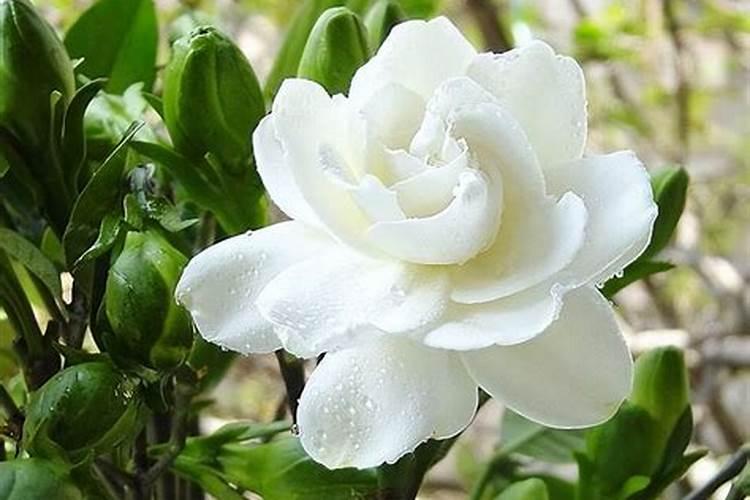 栀子花一直不生长是怎么回事