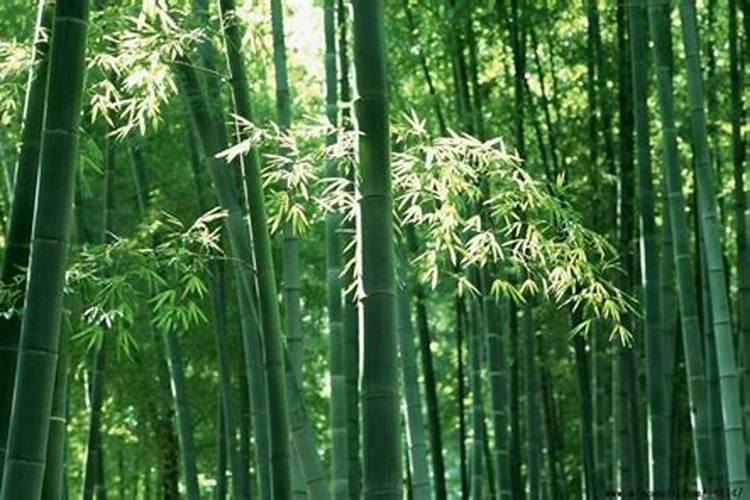 竹衣烧灰有什么用处？