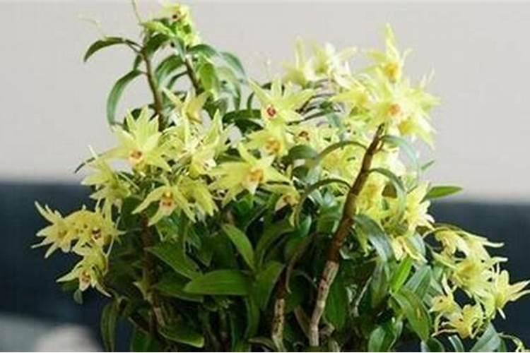 石斛盆栽的种植方法