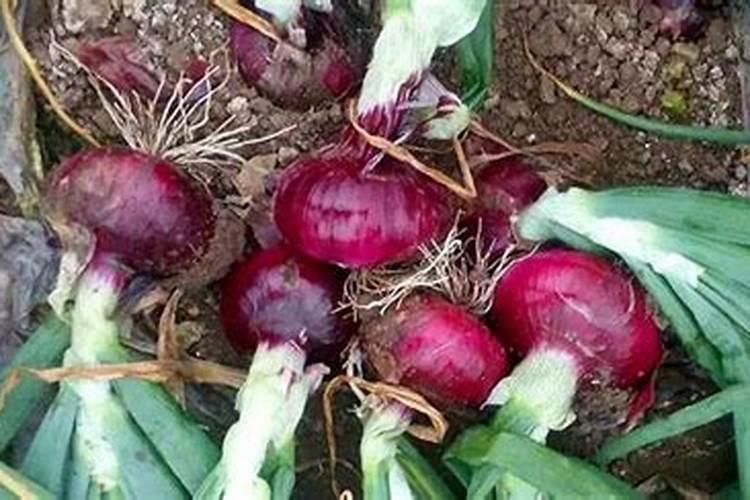 种花浇肥技巧;养花最好的肥料