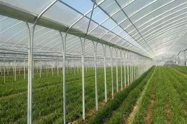 树苗防冻好方法