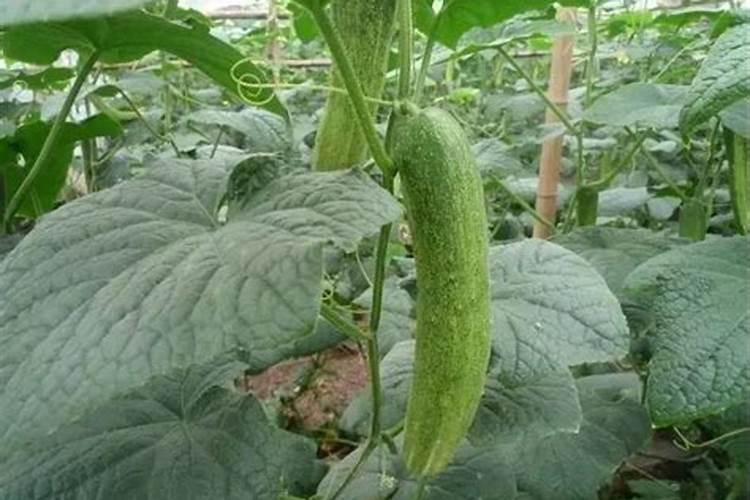 蔬菜锌肥用多了会怎样