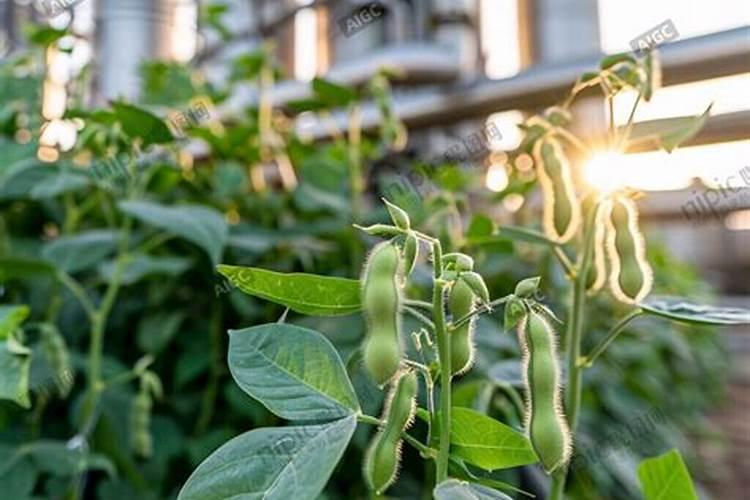 大棚芸豆什么时候浇水好
