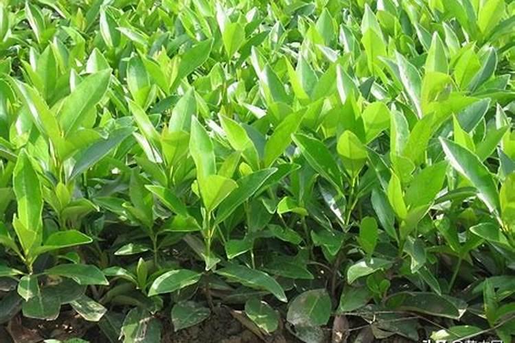 冬青扦插几月份最好？法国冬青种植方法