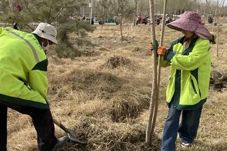绿化树苗需要什么肥料快成长？