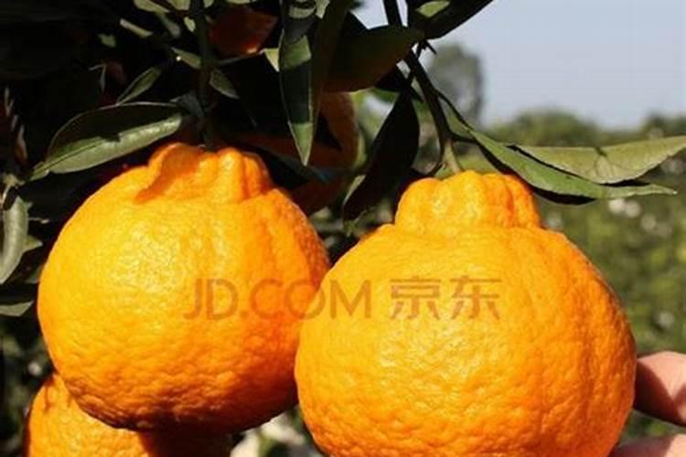 盆栽丑橘怎么养