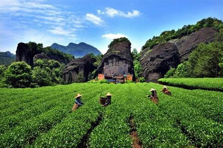 谁能告诉我叶面肥的正确使用方法？