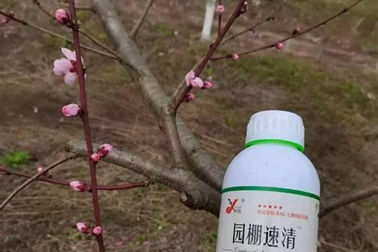 老师问下果树清园间隔多少天打