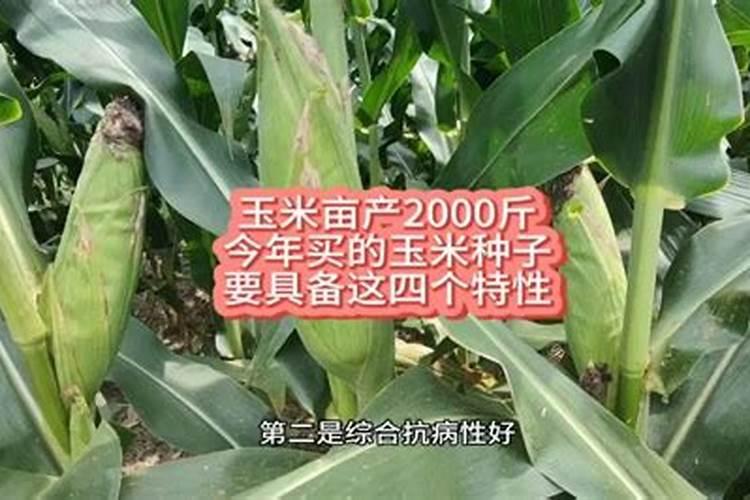 玉米底肥一次性施肥 氮磷钾 各用多少？