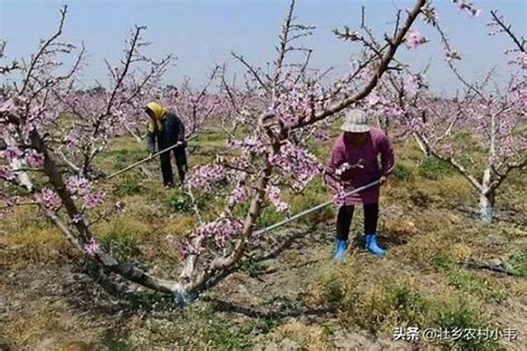 桃树应该什么时候施肥？