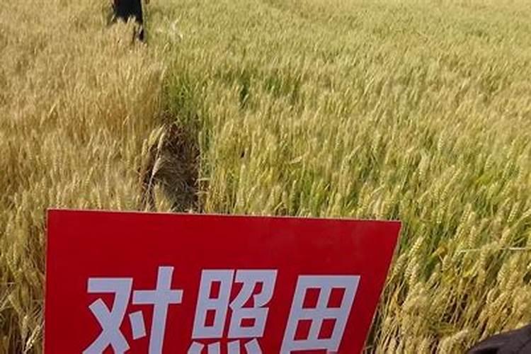 一亩地能施多少硝酸铵钙