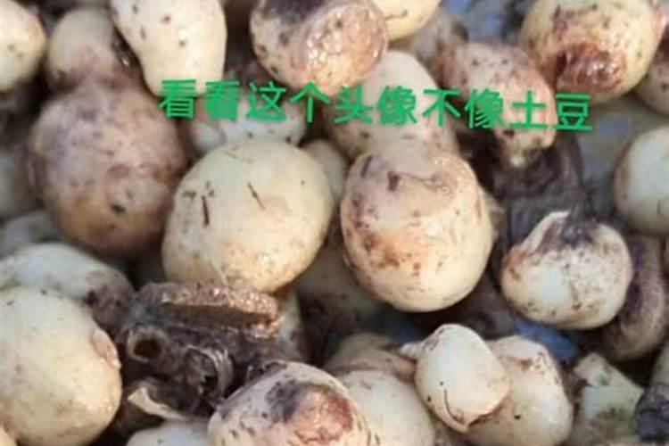 半夏种植怎么使用大量元素水溶肥
