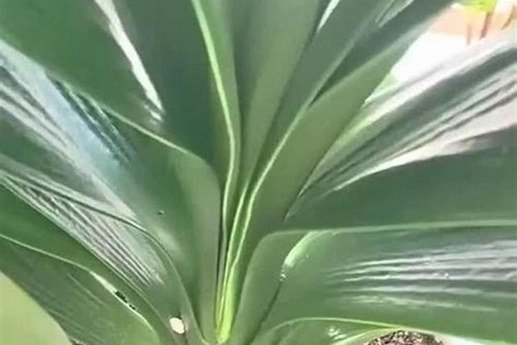 花施肥多久见效 花肥施用后需要多长时间才能看到效果