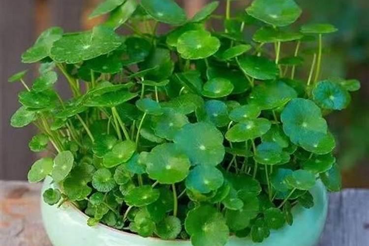 水培铜钱草施什么肥