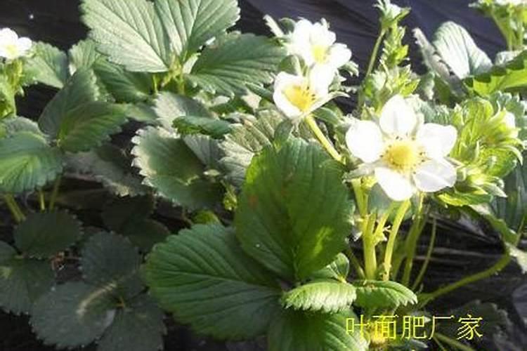 草莓苗种植多久能施肥 怎么施肥才能使草莓长势好