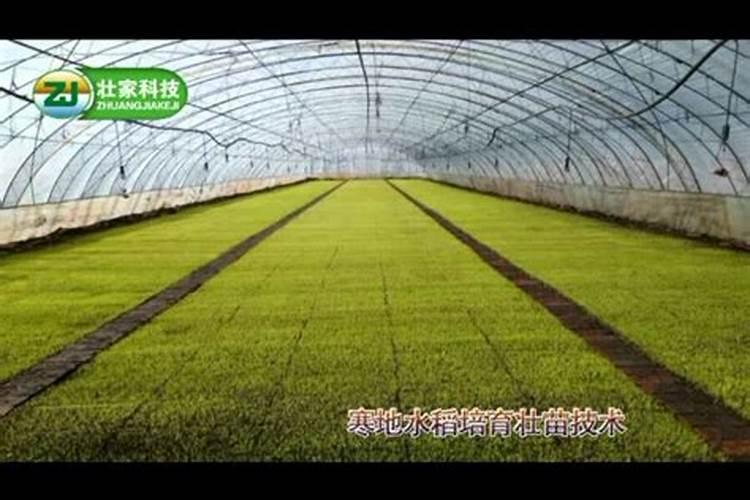 绿豆除草剂有哪些