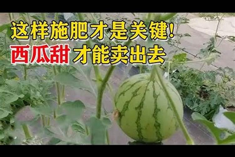 用什么可以使西瓜增大增甜