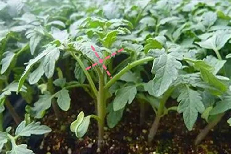 番茄开花的时候应该使用什么样的叶面肥？