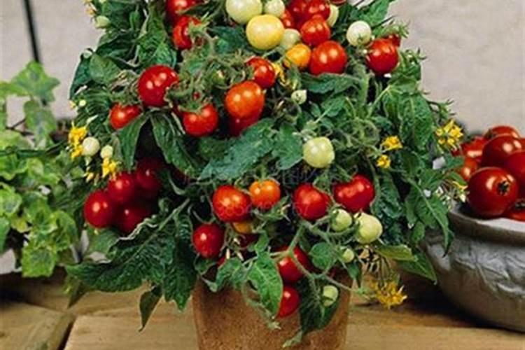 番茄开花阶段使用什么叶面肥效果好？