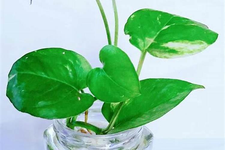 水养绿萝施什么肥料比较好