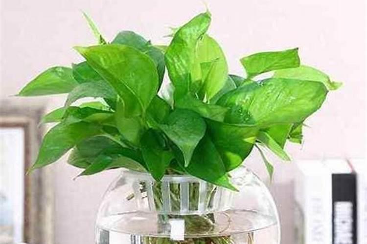 绿萝花水养怎样施肥 绿萝花水养怎样施肥