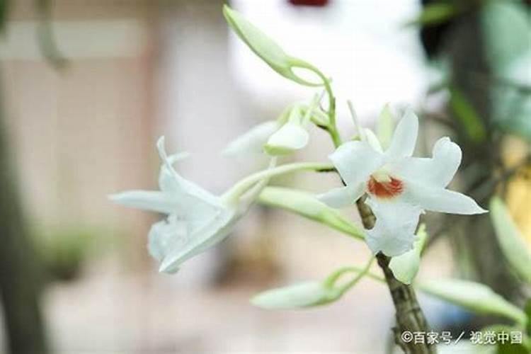 兰花施肥时间和方法,兰花多久施肥一次合适