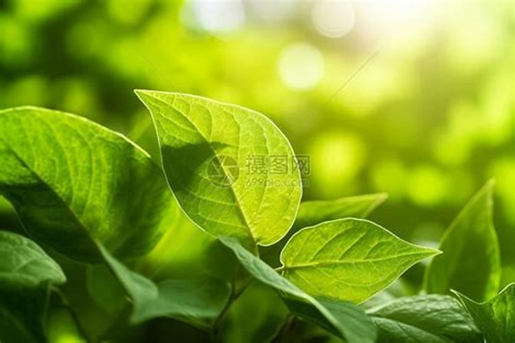 叶绿素叶面肥的作用与功效