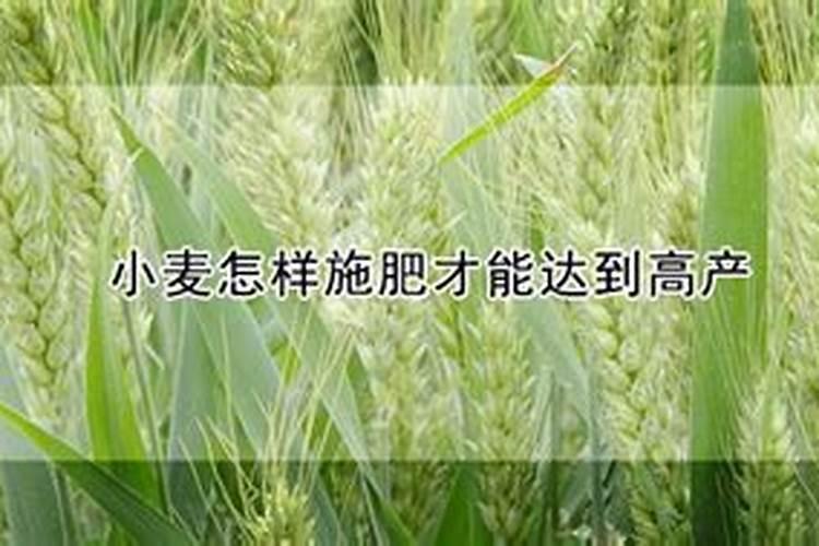 大花飞燕草种植方法