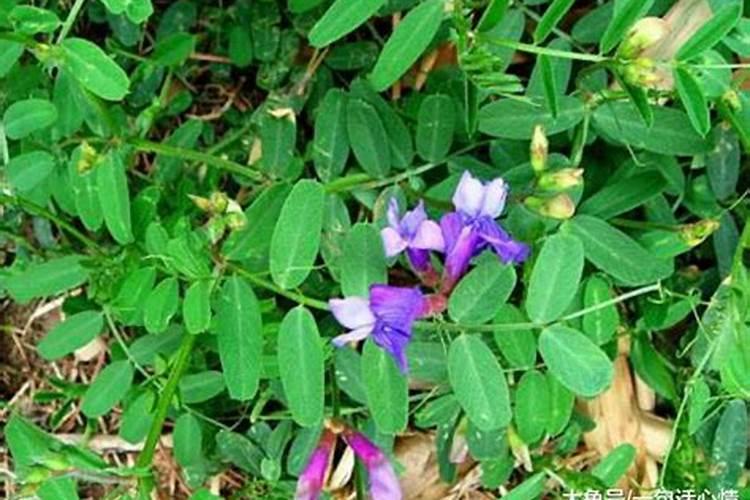 种豌豆后需要多少天才可以开花？