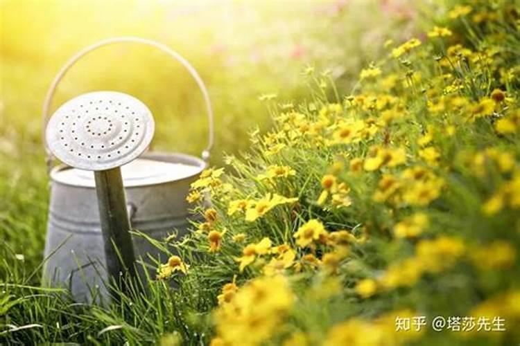 氮肥可以兑水浇花吗