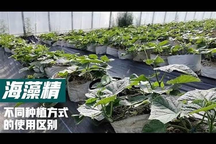 青岛明月蓝海生物科技有限公司明月海藻肥简介